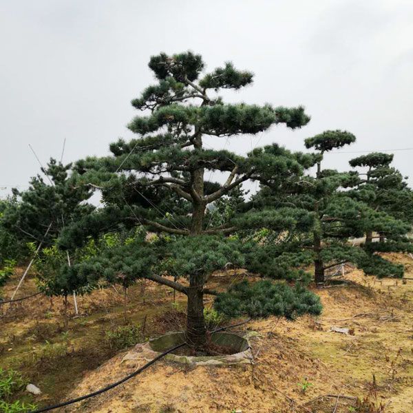 五針松